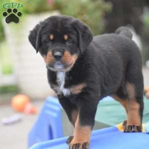 Atlas, Bernese Mountain Dog Mix Puppy